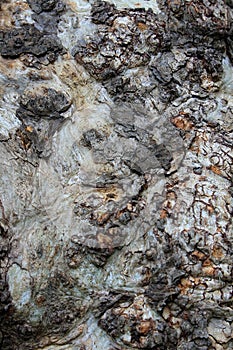 Burl tree bark