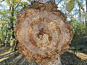 Burl On Tree photo