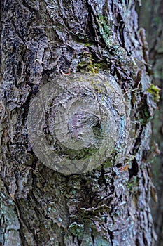 Burl on tree trunk.