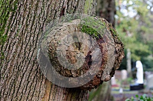 Burl on a tree trunk in a park