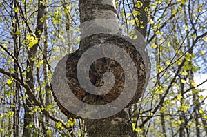 Burl on the trunk of the birch.