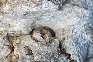 Burl wood in detail with structure