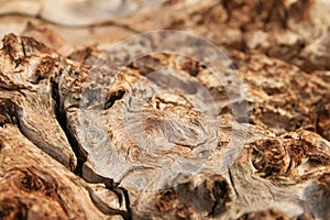 Burl wood grain photo