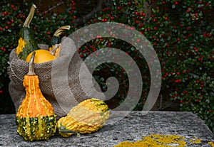 Burlap sack of ornamental gourds and warty squashes