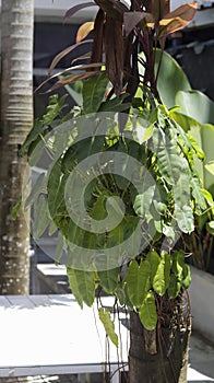 Burle Marx Philodendron live symbiotically on tree trunks in garden