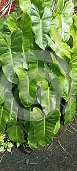 Burlemarx green plants