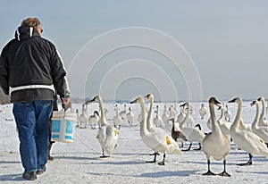 Trumpeter swan feeding in Winter