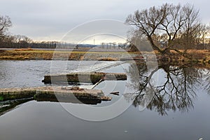 Burly willow on the bank of the river Otava