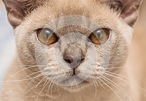 Burma cat close up