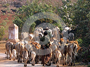 Burma. Cattle and Herders