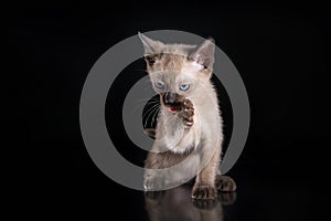 Burma kitten. Portrait on a black background