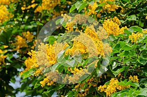 Burma padauk tree flower