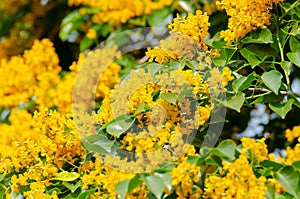 Burma padauk tree flower