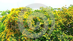 Burma padauk yellow tree flowers blooming and swing by wind