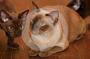 Burman Cat and Kitty