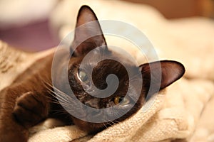 Burman cat.
