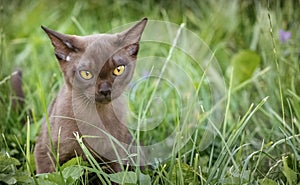 Burman Kitty  in a green grass