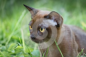 Burman Kitty in a green grass