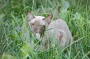 Burman Kitty in a green grass