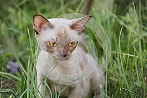 Burman Kitty  in a green grass