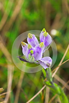 Burmannia disticha is a biennial plant in nature.