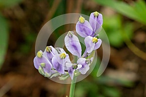 Burmannia disticha is a biennial plant in nature.