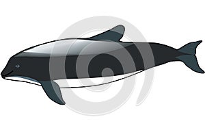 Burmeister Porpoise Illustration