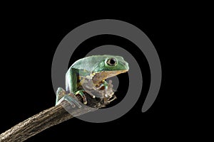 Burmeisters leaf frog and common walking leaf frog isolated on black background