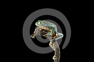 Burmeisters leaf frog and common walking leaf frog isolated on black background