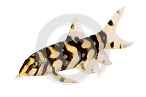 Burmese border loach catfish polka dot loach Botia kubotai aquarium fish photo