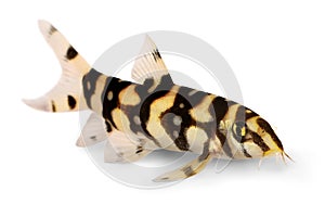 Burmese border loach catfish polka dot loach Botia kubotai aquarium fish