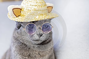 Burmese boss cat with glasses and a straw hat on a gray background.