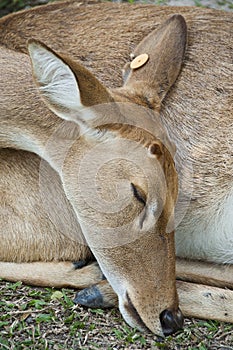 Burmese brow-antlered deer.