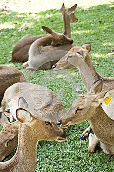 Burmese brow-antlered deer.