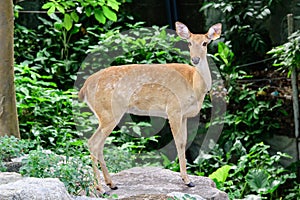 Burmese brow-antlered deer