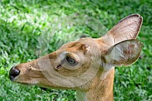 Burmese brow-antlered deer