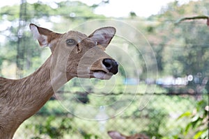 Burmese brow-antlered deer or Rucervus eldii, thamin in thailand.