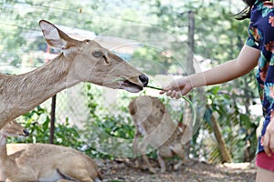 Burmese brow-antlered deer or Rucervus eldii, thamin in thailand.