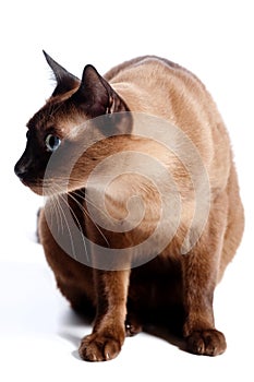 Burmese Cat