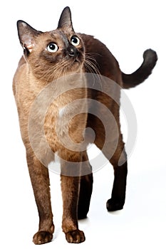Burmese Cat photo
