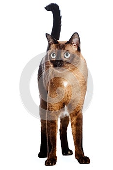 Burmese Cat photo