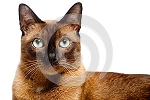 Burmese Cat photo