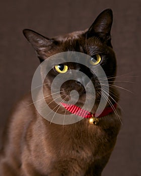 Burmese cat