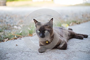 Burmese cat