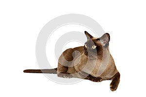 Burmese Cat