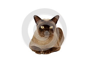 Burmese cat