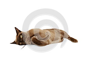 Burmese cat