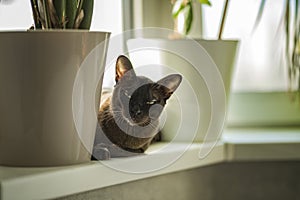 Burmese cat close-up at home. Portrait of a beautiful young brown cat sitting on the window