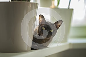 Burmese cat close-up at home. Portrait of a beautiful young brown cat sitting on the window