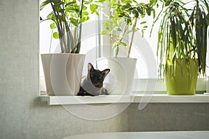 Burmese cat close-up at home. Portrait of a beautiful young brown cat sitting on the window